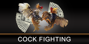 Cock Image